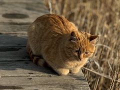 -野鸭湖国家湿地公园