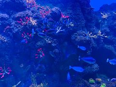 -芜湖新华联大白鲸海洋公园