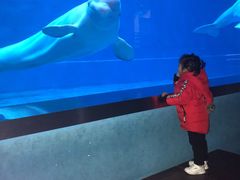 -芜湖新华联大白鲸海洋公园