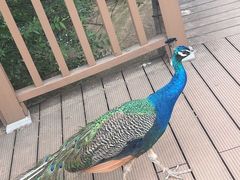 -沈阳鸟岛