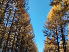 -塞罕坝国家级自然保护区