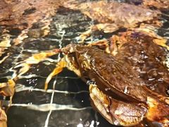 -蟹小姐节气生鲜·年货(高新店)