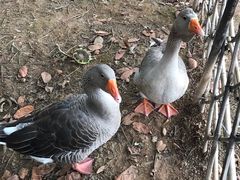 -福建鲤鱼洲酒店