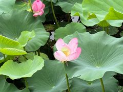 -金鸡湖桃花岛
