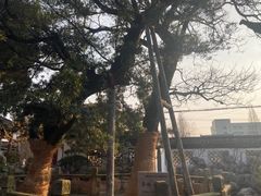 -亭林公园