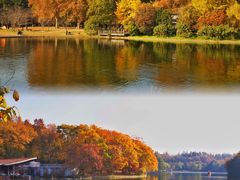 -上海共青森林公园