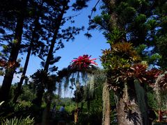 -深圳仙湖植物园