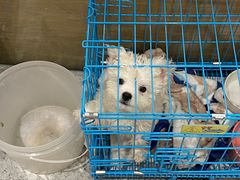 -米乐乖乖猫咪咖啡馆·猫咖(深圳湾后海汇店)