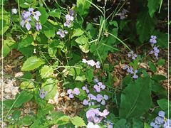 -北京大学燕东园