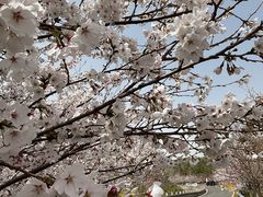 -樱花山风景区