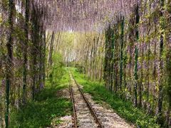 -合肥滨湖国家森林公园