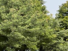 -石家庄市植物园