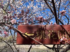 -桃花堤公园