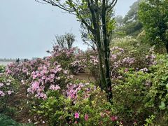 -梧桐山风景名胜区