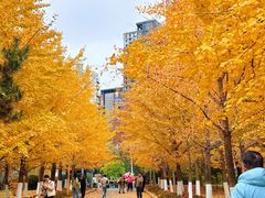 -长白岛森林公园