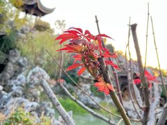 -芥子园