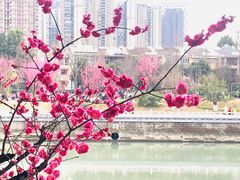 -望江楼公园