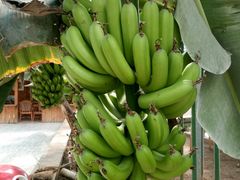 -万源龙顺度假庄园生态观光园