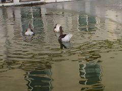 自助餐厅外的野鸭-月亮河温泉度假酒店