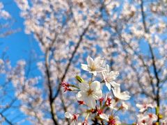 -高东镇樱花园