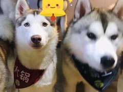-Husky Go! 哈士奇体验馆·宠物咖啡厅狗咖