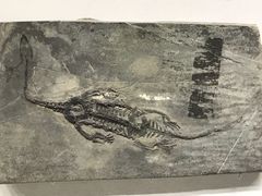 -柳州白莲洞洞穴科学博物馆