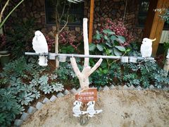 -南宫五洲植物乐园