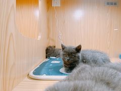 -屋虎猫馆(宝安大仟里店)