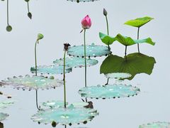 -福建鲤鱼洲酒店