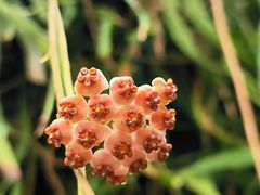 -中国科学院华南植物园