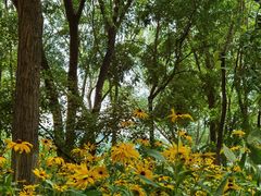 -大兴滨河森林公园