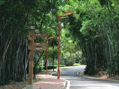 -南宁良凤江国家森林公园