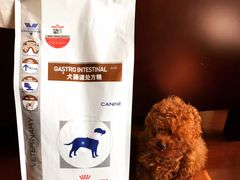 -中农大我爱我爱24h动物医院·中医针灸·猫专科·骨科医疗中心(双井店)