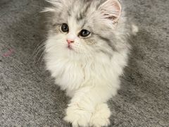 -lincat·猫舍(广州店)