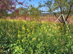 -天适樱花悠乐园