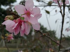 -天适樱花悠乐园