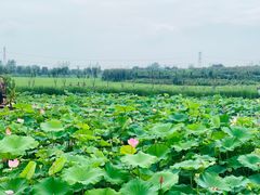 -武汉紫薇都市田园