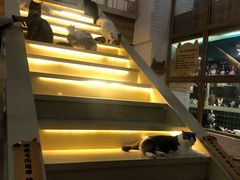 -猫色咖啡·猫咖
