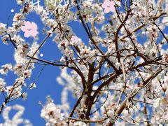 -桃花堤公园