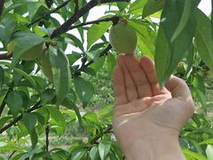 -秀丽东方