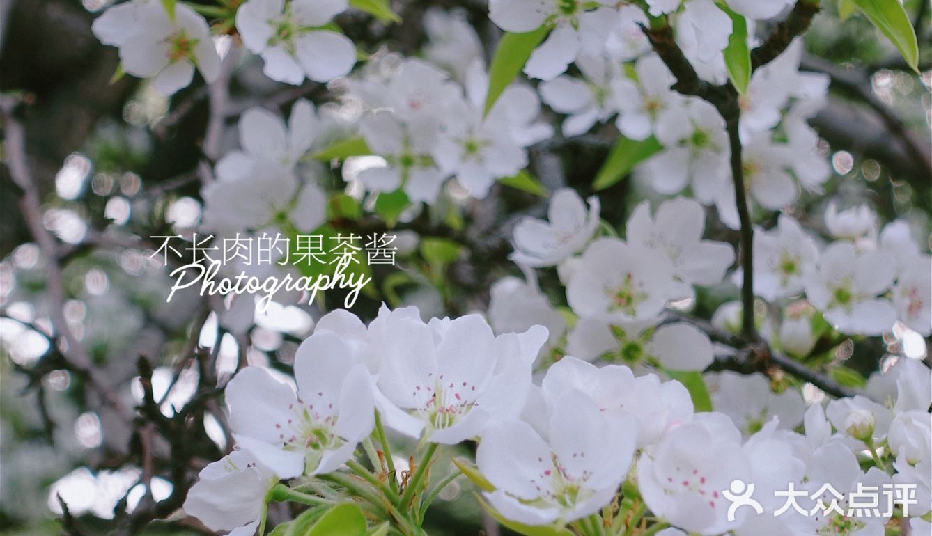 果茶春游 | 天坛的四月：花都开好了🌸