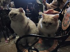 -猫猫幼稚园·撸猫·桌游·电玩