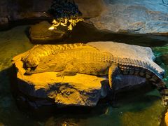 -泉城欧乐堡海洋极地世界