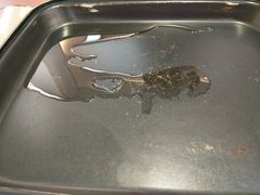 -鱼鼎香烤鱼火锅(华发商都店)