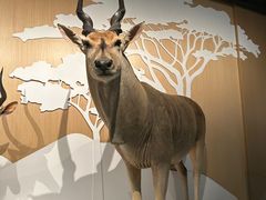 -陕西自然博物馆