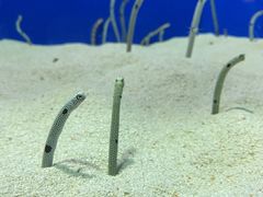 -上海海洋水族馆