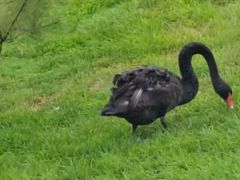 -万柳高尔夫俱乐部