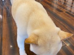-豆柴町-柴犬主题狗咖(红鼎国际C座店)