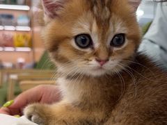 -瑞派申生动物医院·24H夜诊·国际动物医疗中心·骨外科(吴中路店)