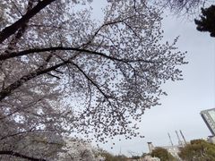 -嘉定紫藤园